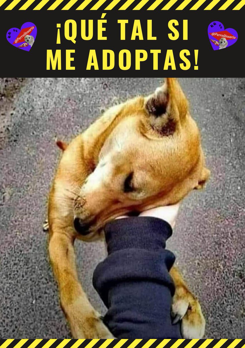 PerroUsuario's tweet photo. Tú puedes ser protagonista de un final feliz y cambiar la tristeza del abandono por la alegría de tener una familia #ADOPTA https://t.co/AKvYYhtFJg