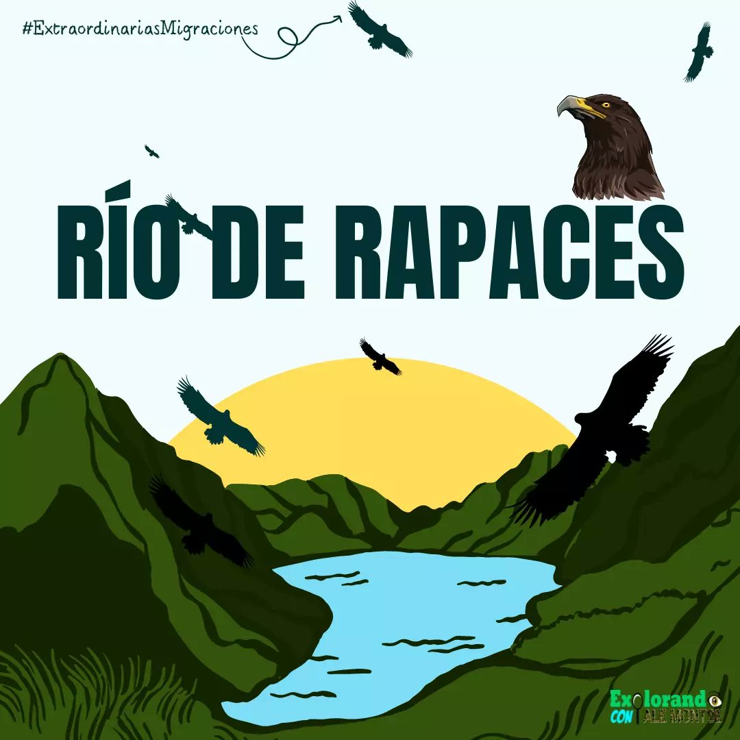 AleMontse_'s tweet photo. #ExtraordinariasMigraciones 🦋🐢🐋
Durante los meses de verano y otoño sucede un fenómeno extraordinario del que Veracruz es testigo cada año. Alrededor de 25 especies de aves rapaces surcan los cielos en su impresionante travesía hacia el sur... 
@correorealmx https://t.co/fFjdJL2HmR