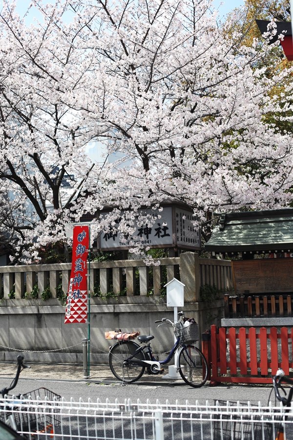 GM🌸おはよう☀

#nftcommunity #nftphotography #花見