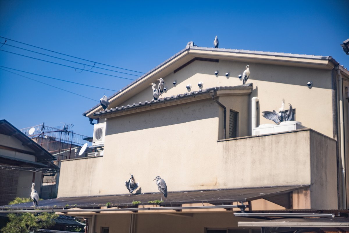oldlens's tweet photo. 鴨川の近くに住むのも楽じゃないですね。鳥たちの「落とし物」に苦労しそう。それにしても紫外線たっぷりで気持ちよさそうですね。
Dallmeyer Septac 2inch f1.5 絞りf5.6
#オールドレンズ
#dallmeyer
#septac
#京都
#鴨川 https://t.co/YSPfgq5AYK