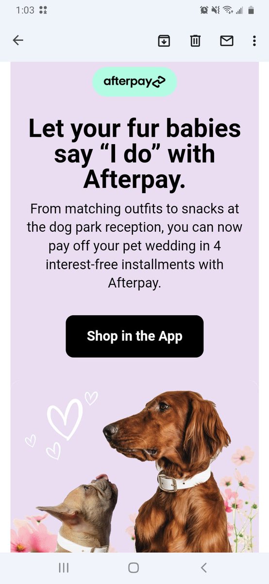 MaddisonMadness's tweet photo. I got this email today and I just want to know who is spending so much money on pet weddings that they need credit extensions from AfterPay.... https://t.co/Cine708PG9