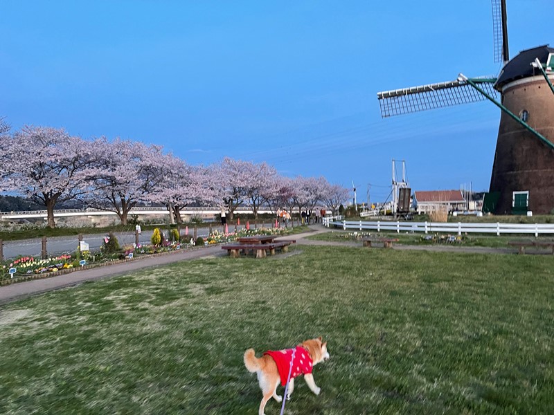 かぼすママ Kabosumama Twitter