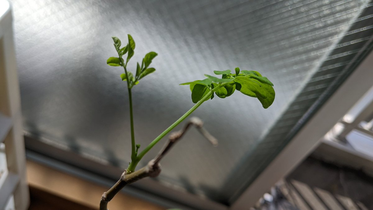 ShoWatanabe619's tweet photo. モリンガの新芽🌱
だんだんと暖かくなり、気持ちいい気温ですね。
朝、モリンガの新芽を発見してテンションが上がりました😳
#MoreLab
#モリンガ
#春 https://t.co/Ai38rtJdUH