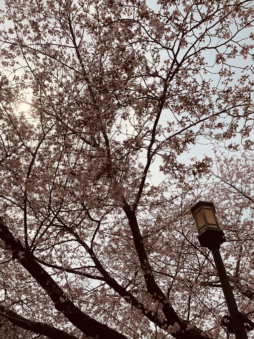 鶴舞公園でお花見🌸 