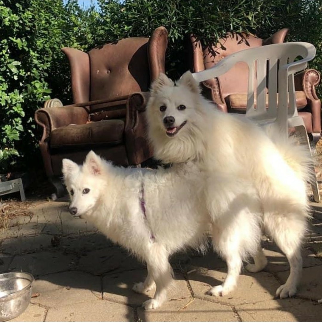 KingLowFii's tweet photo. Gm ๐ Make love in the morning, It will brighten your day
Fluffy knows best๐
#GotBusted #DontTellMyWife #DontGiveMeThatLook
#NFTs #love #doglove #photooftheday #photo https://t.co/pYCpxFXokm