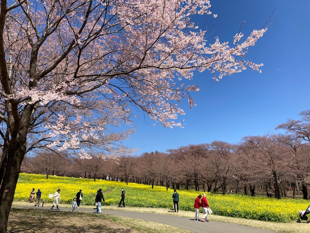 前橋観光コンベンション協会 ４ ２前橋市内のお花の開花状況 T Co Pcdceinac6 赤城南面千本桜 4 1に開花 前橋公園 敷島公園 等の平野部は満開です 写真は千本桜です T Co 7dg5nwxlkd Twitter