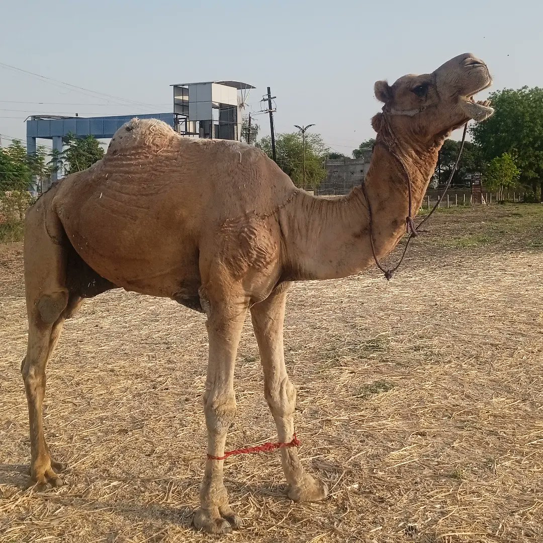 jeevantikaf's tweet photo. We don't live in a desert but there are (migrant) camels all around us 🐪

#camel #nomad #nomadlife #camels #animalsofinstagram #migration #climatechange #barter #symbiosis #camelride #nomadic #culturalheritage #migrant #migrations https://t.co/QMq8ZccMKk