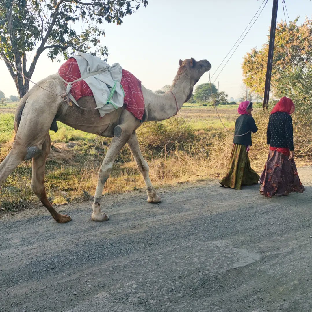 jeevantikaf's tweet photo. We don't live in a desert but there are (migrant) camels all around us 🐪

#camel #nomad #nomadlife #camels #animalsofinstagram #migration #climatechange #barter #symbiosis #camelride #nomadic #culturalheritage #migrant #migrations https://t.co/QMq8ZccMKk