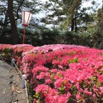 鹿児島 砂むし温泉 指宿白水館(Hakusuikan)のツイート画像