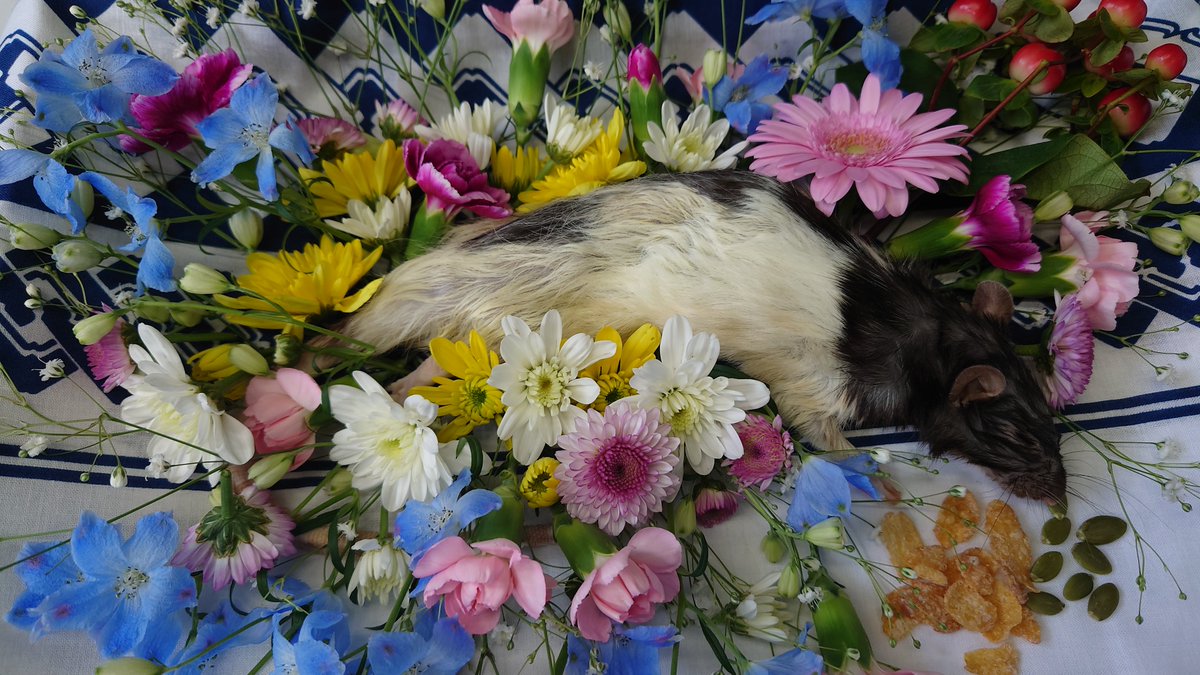 Run free Mr Hoodini.
Find your grandma who's also in heaven now.