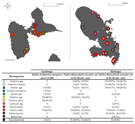 Pathogens_MDPI's tweet photo. #pathogens
Editor's Choice: Upscaling the Surveillance of #TickBornePathogens in the French Caribbean Islands
Written by Mathilde Gondard, Sara Moutailler @upemlv, et al.
πsee more at https://t.co/JLjp78RXVQ
#ticks
#parasites https://t.co/YAyAoLITY2
