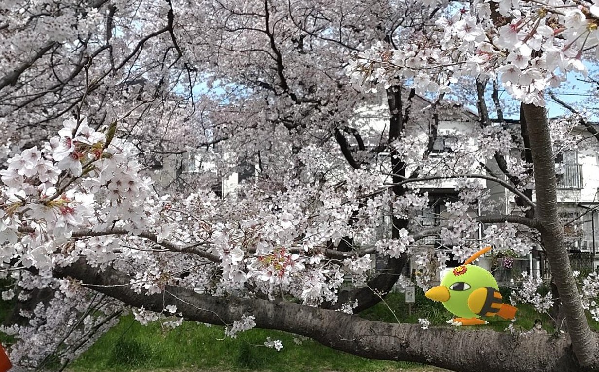 端々子 ポケモンgo 引地川 千本桜 最寄り 小田急江ノ島線 桜ヶ丘 高座渋谷 桜みてきたー と言うよりネイティの撮影に悪戦苦闘w 行くなら人が少なめな早めの時間がいいですね 小田急でgoしよう ポケモンgo Gosnapshot T Co Pcptdg3o54 Twitter
