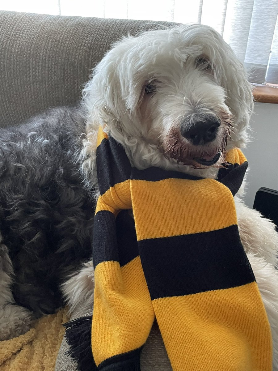 He is making me stay at home! Too many people he says! Good luck to the Golds today! <a href="/LittlehamptonFC/">Littlehampton TownFC</a> #upthegolds 💛🖤