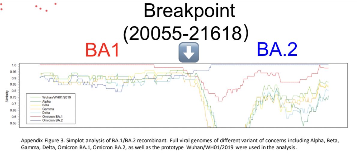 world_epidemic's tweet photo. We detected a recombinant between #Omicron subvariants BA.1 and BA.2. It was detected in early Feb from two epidemiologically linked cases. This recombinant has a breakpoint at around the 5' end of spike. We cannot find this viral genome in commonly used sequence database. /1 https://t.co/mom7osvuzi