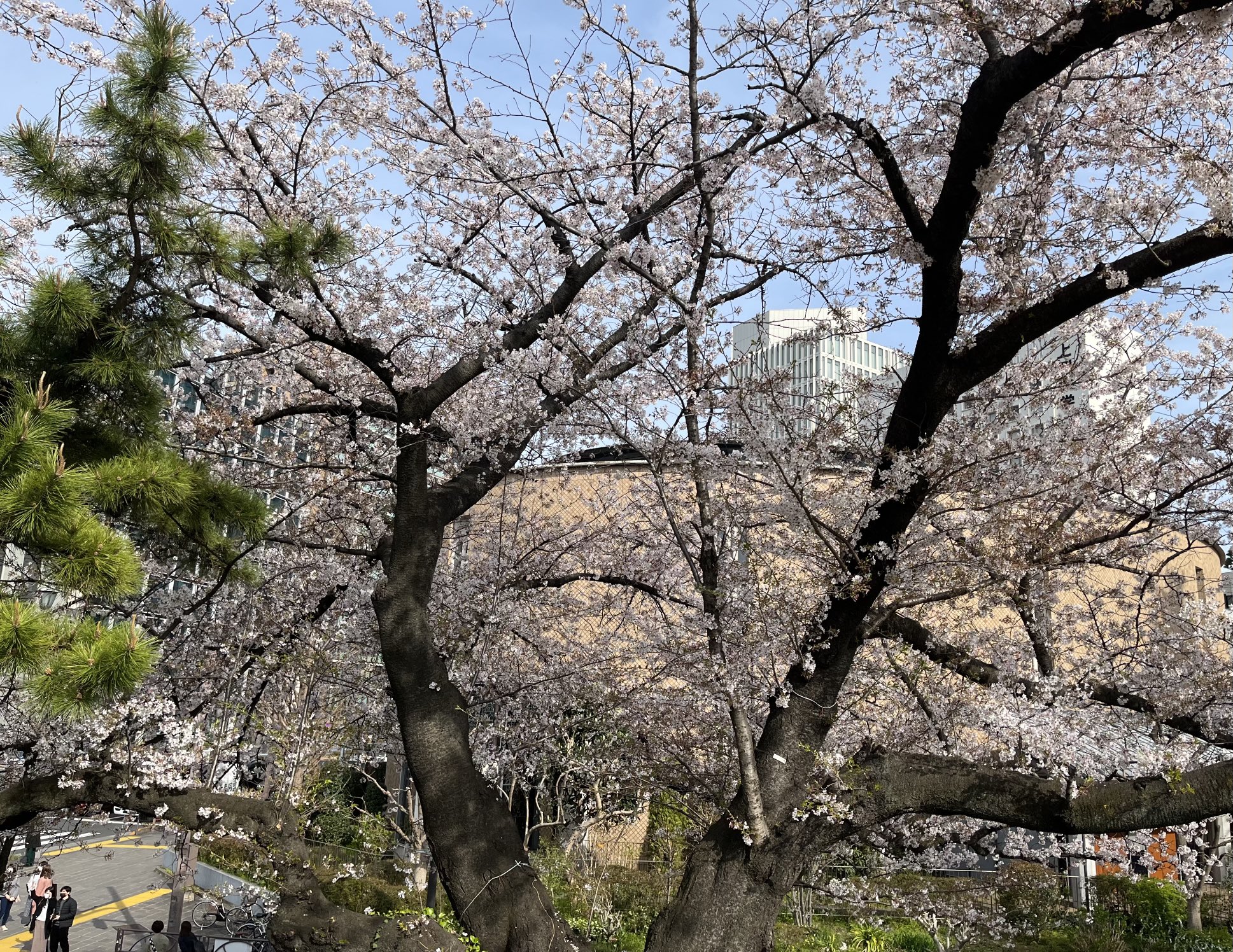 تويتر Mami على تويتر ランチのあとは四ツ谷の上智大の近くを桜を目でながら散策 綺麗な桜 に心がほっこりします T Co Qxxsbrixtt