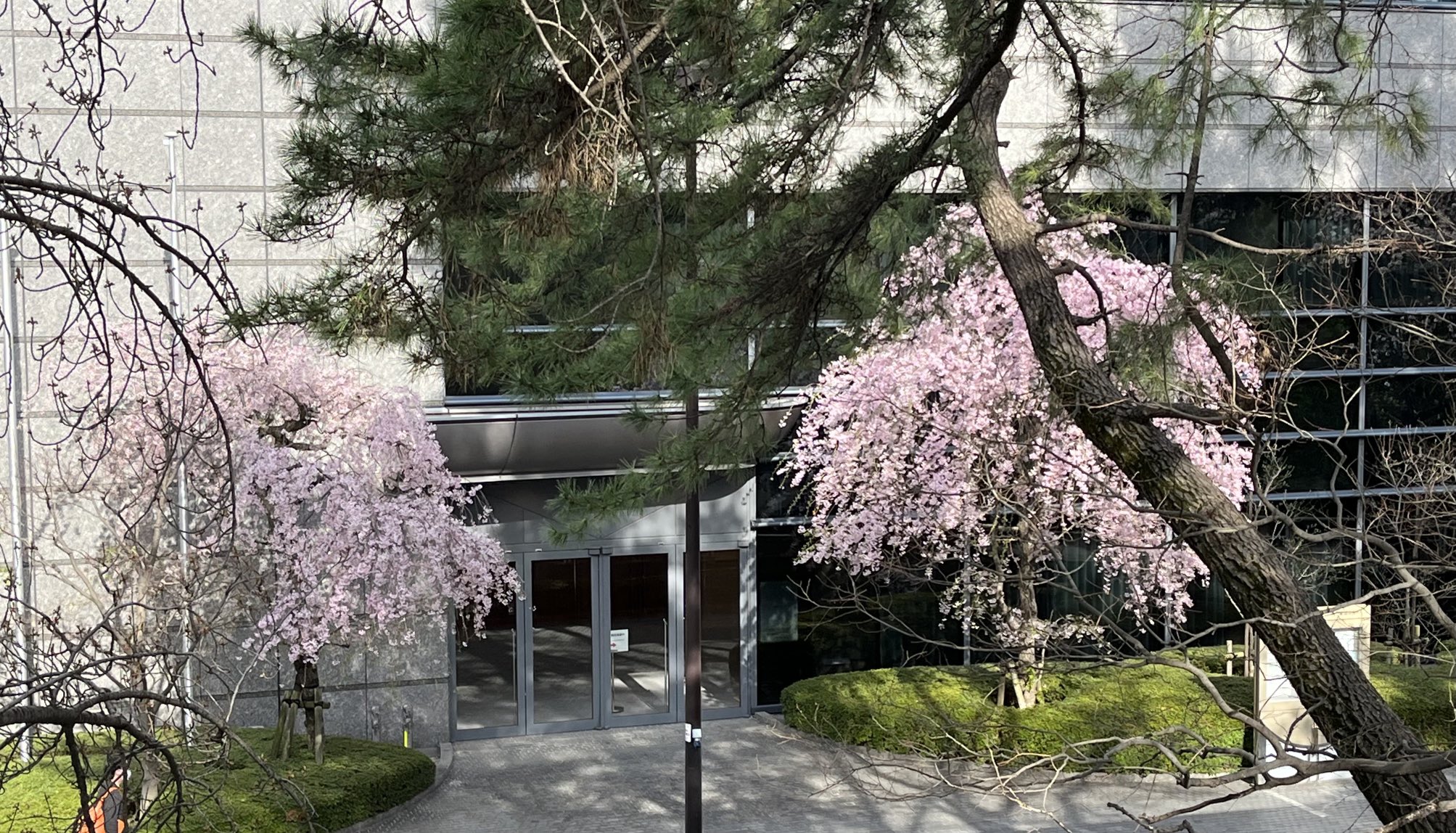 تويتر Mami على تويتر ランチのあとは四ツ谷の上智大の近くを桜を目でながら散策 綺麗な桜 に心がほっこりします T Co Qxxsbrixtt