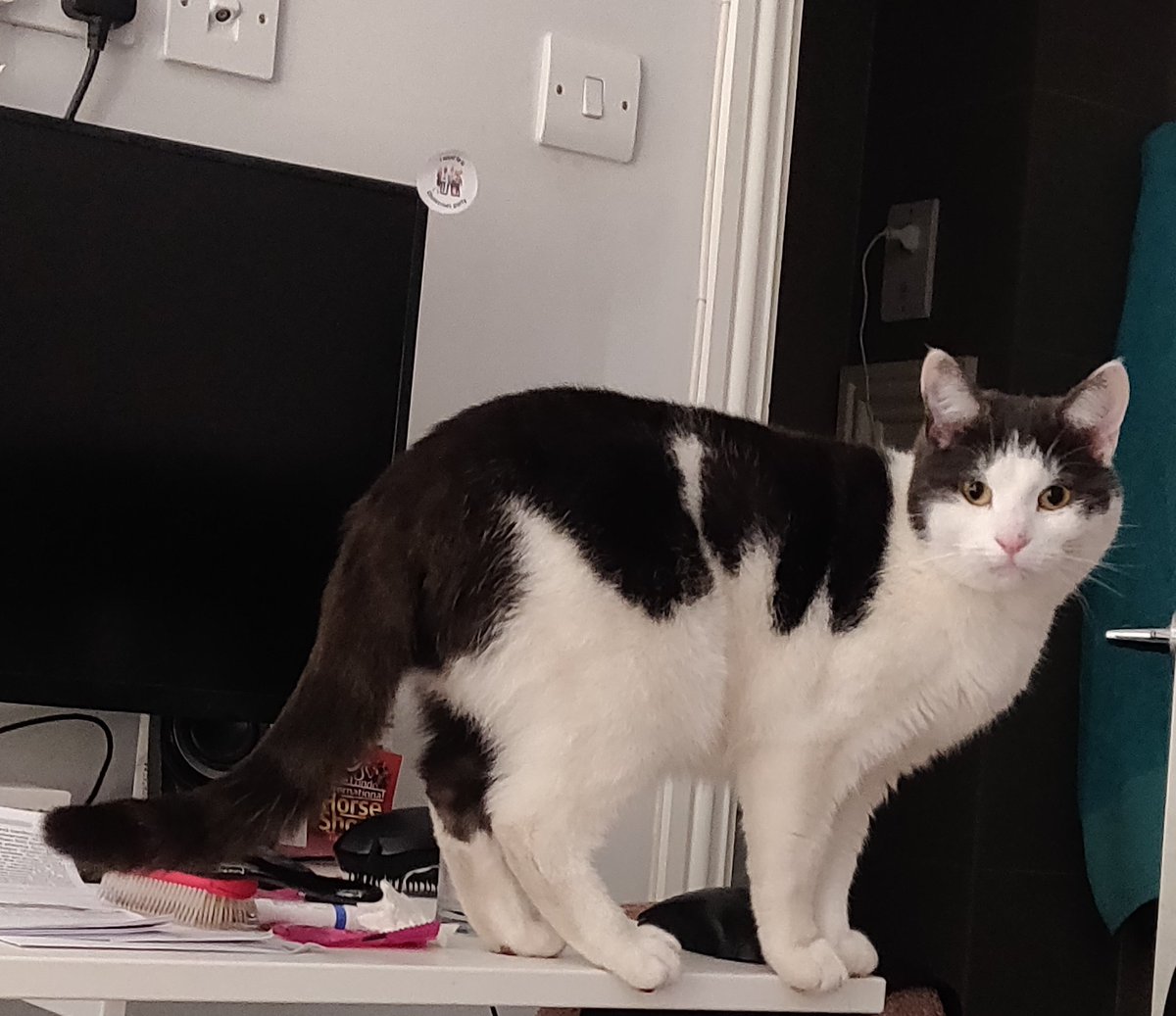 SamuelFurse's tweet image. I'm not a great one for assigning emotions to animals, but what do we have here? Guilt? Loathing? Defiance? #notmycat #Durbar