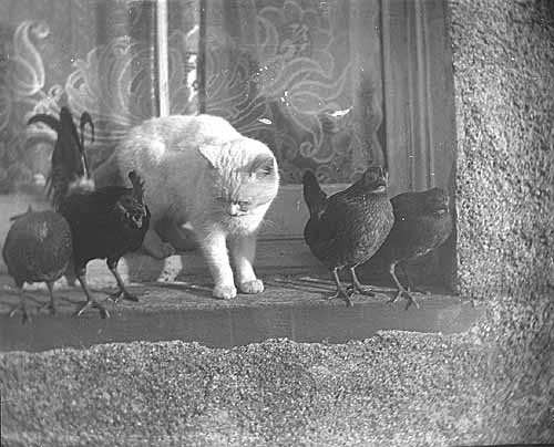 A kitten and some hens on a windowsill from a hundred years ago. 

We have no idea how this was done but we hope they all survived. 🐈🐤

Taken by R.H. Robertson. 

#Caturday #PhotographicArchives #Orkney