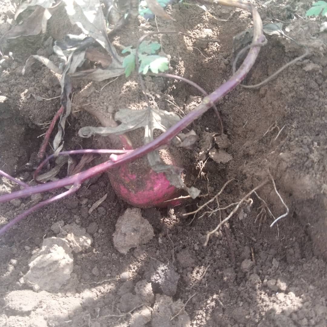 ADPF_RDC's tweet photo. Patate Douce, Bonne croissance de la variété Elengi sur 2ha développé par l'ADPF dans la plaine de la Ruzizi https://t.co/BoHFLJ7dH9