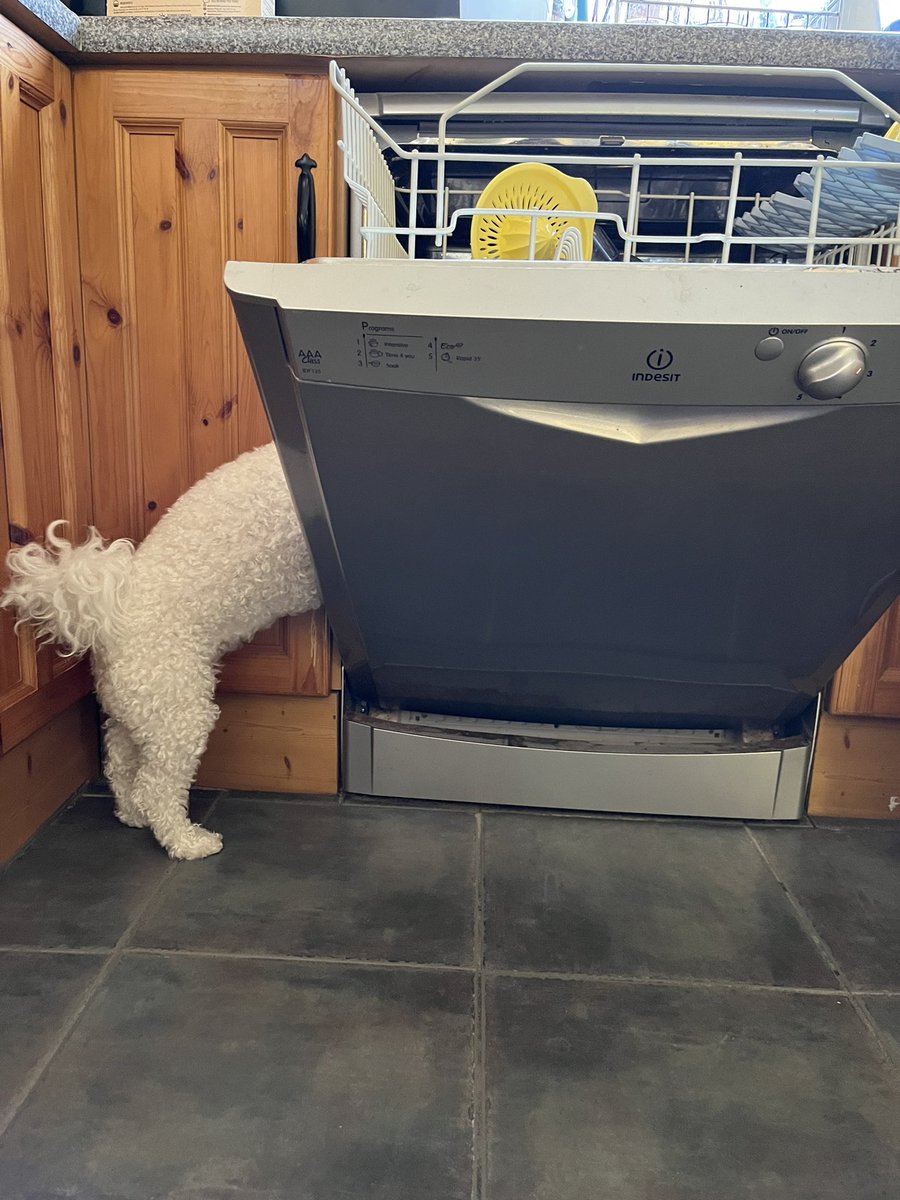 Our transformer Bichon, caught mid transformation🤣