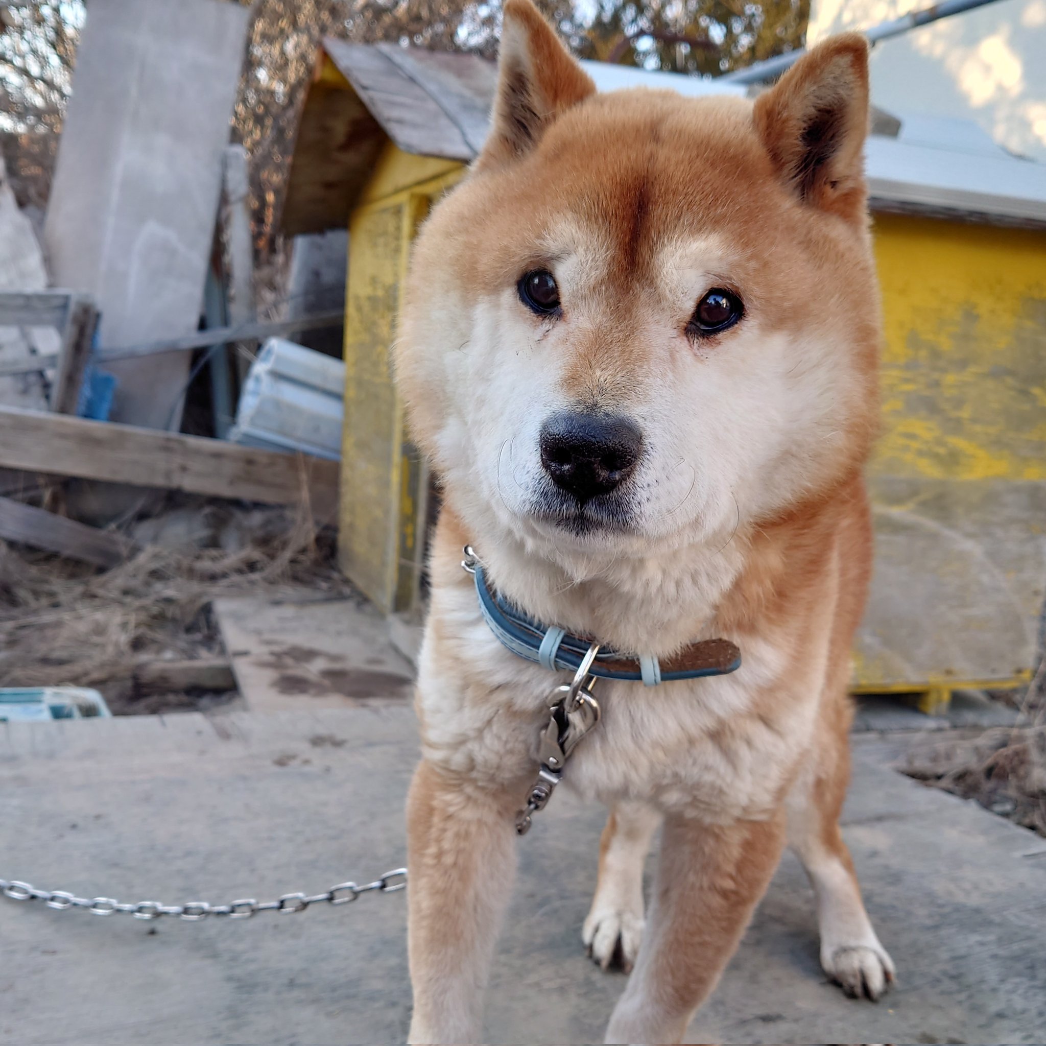 迷子犬マック Qhw0uujbz3vhtrz Twitter
