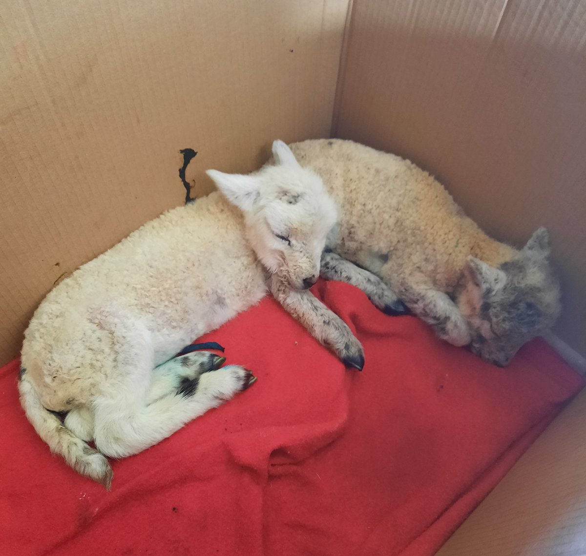 reidpress's tweet photo. Introducing Topsy &amp; Tim, the first inhabitants of this year's pet lamb nursery.
#lambingtime #petlambs #Lambs #cuddledup #inmykitchen https://t.co/6J88ZxvfLB