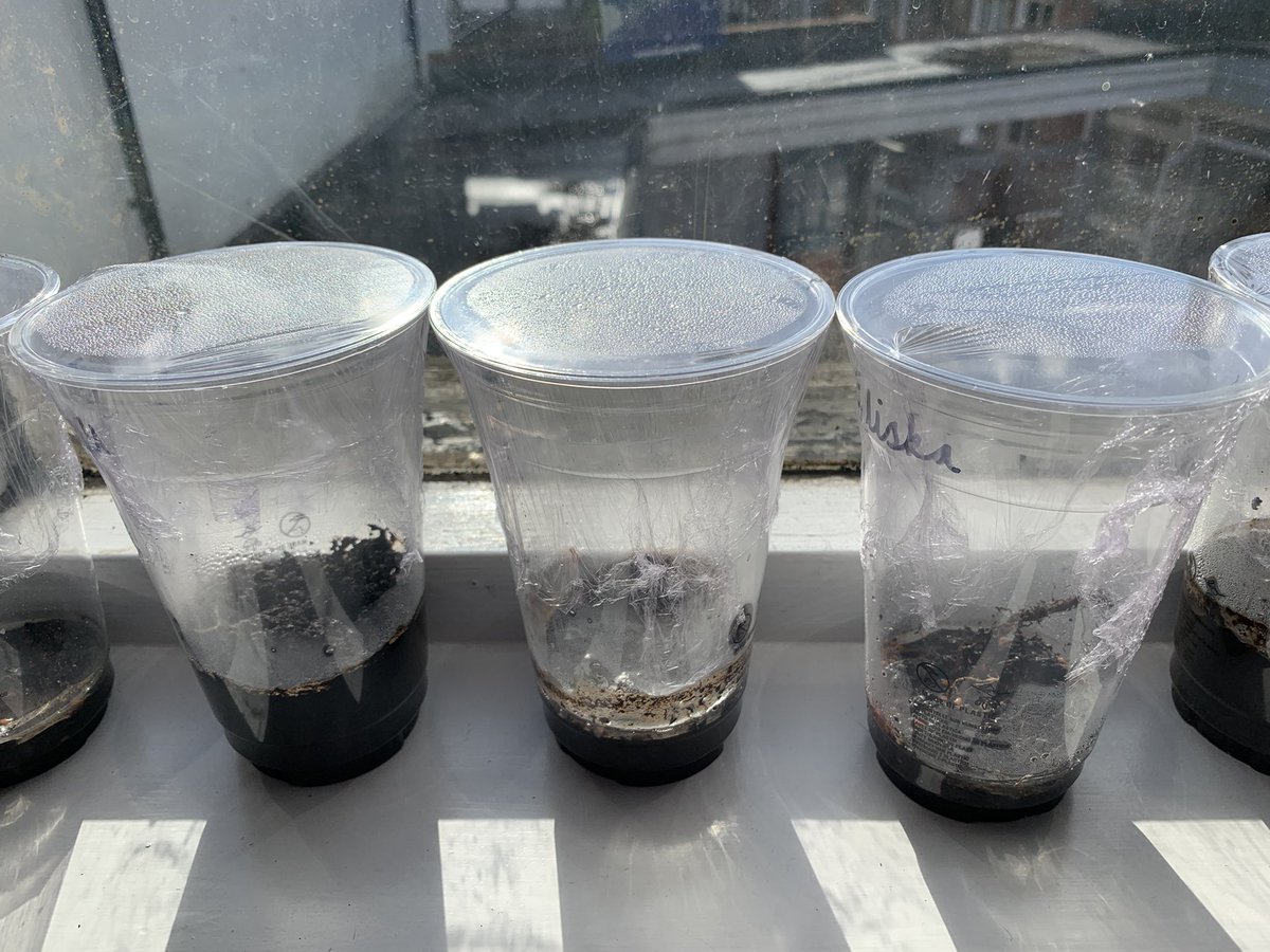 ClassHazel's tweet photo. Day 2 of our mini Water Cycles! 

They are beginning to smell like cress, hopefully we’ll have some sprouting by Monday 🌱🌱🌱 https://t.co/5hIPgwxPrO
