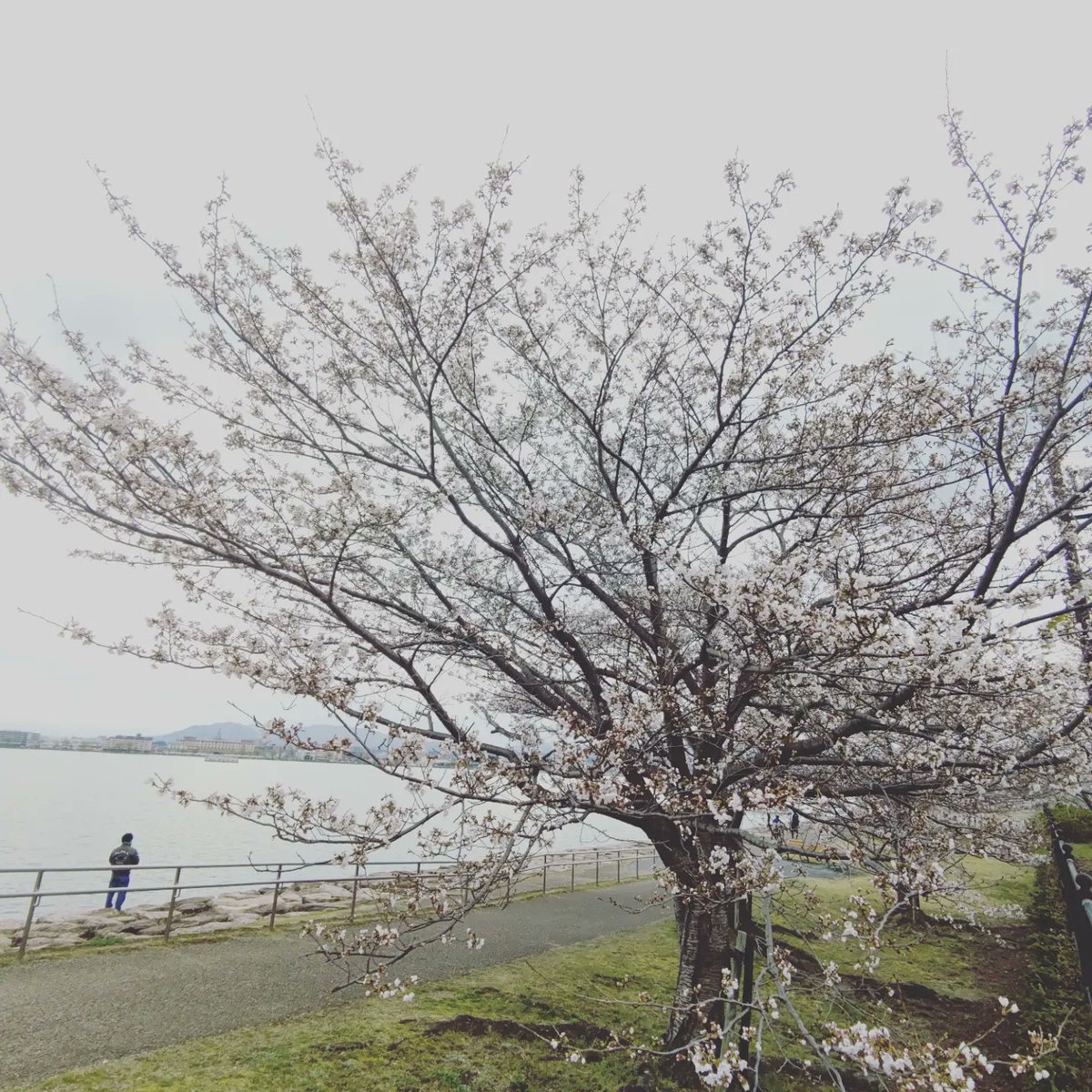 mi19852005's tweet photo. 師匠は50up２本
私は😭
桜はまだ7分咲きくらい
🌸満開終わりかけの桜吹雪舞散る感じが好き🌸
#琵琶湖 #バス釣り #釣り
#釣り女 #陸っぱり
#釣り好きな人と繋がりたい https://t.co/8qq5oav2iC