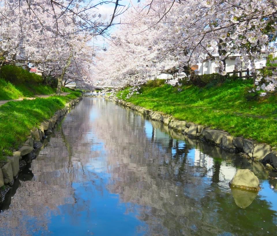 今朝は、地元である埼玉県鴻巣市の元荒川を歩いてきました。 川の流れに変化がありますので、毎年４回くらいは観にいっています。 いつもありがとうございます。 ＃埼玉 ＃鴻巣 ＃吹上 ＃元荒川 ＃桜