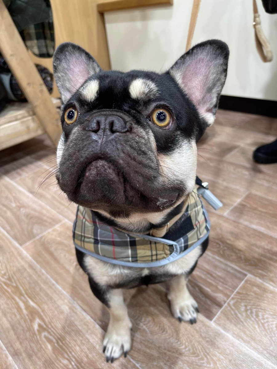 Stylish Barbour dogs 🐶

#Staffordshire #petshop #barbourdogs #justforpets #dogs #dogstagram #petfashion #fashion #style #cute #springsummer #coat #petshop