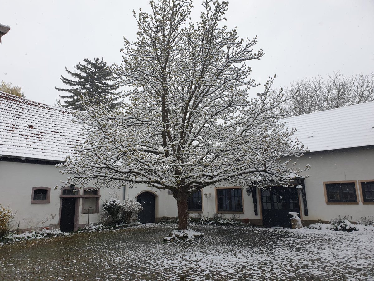WohnGutWoerst's tweet photo. Der unerwartete Schnee macht wunderschöne Bilder überall.😀 
#wohngutalteschmiede #wohngutalteschmiedewörrstadt #wörrstadt #Schnee #wohngut #wohnprojekt https://t.co/xScLJVNJOM
