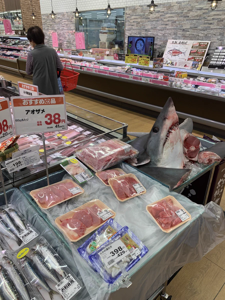 出雲のマックスバリュに買い物に行ったらサメに遭遇！そして、安い？！