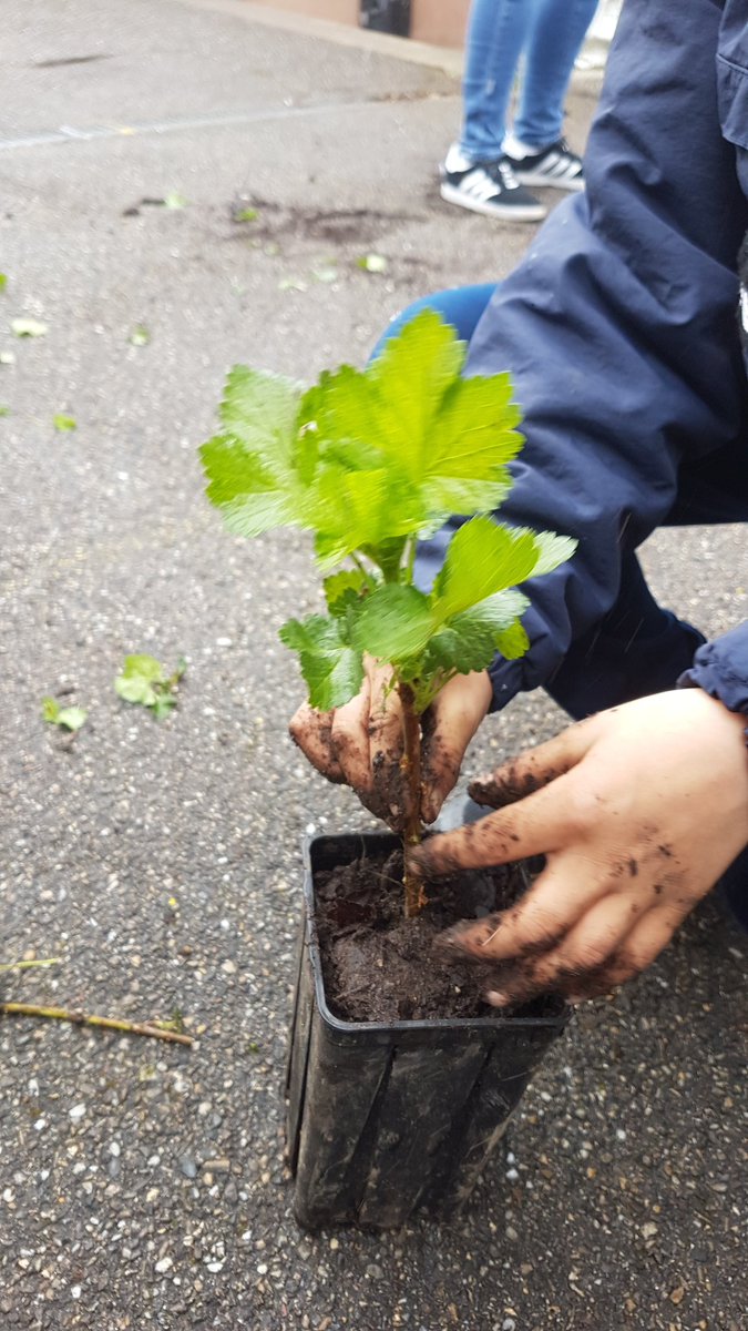 fortspourdemain's tweet photo. 🌱  Atelier de Printemps  🌱
avec les CP/CE1... et la neige

Nos jardiniers ont semé avec ardeur divers légumes et fleurs dans des mini jardinières
puis ont planté des noyaux d'abricot pêche prune dans des godets surmontés de boutures de groseilliers

Vivement la langue repeinte https://t.co/ce6DUU7VWG