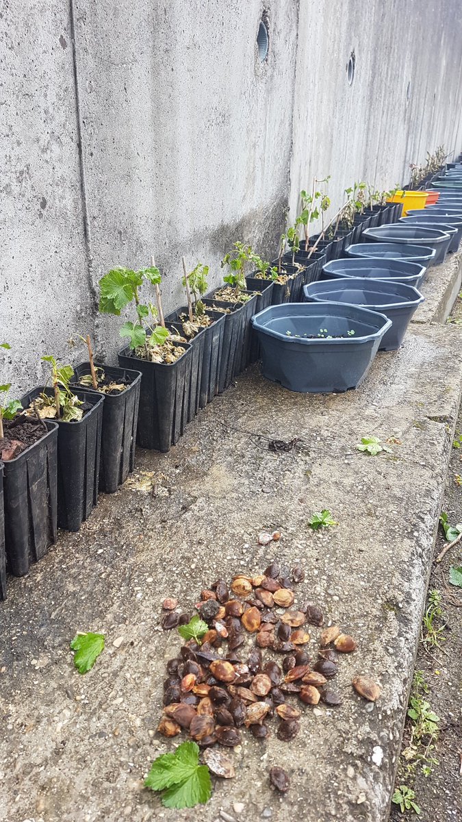 fortspourdemain's tweet photo. 🌱  Atelier de Printemps  🌱
avec les CP/CE1... et la neige

Nos jardiniers ont semé avec ardeur divers légumes et fleurs dans des mini jardinières
puis ont planté des noyaux d'abricot pêche prune dans des godets surmontés de boutures de groseilliers

Vivement la langue repeinte https://t.co/ce6DUU7VWG