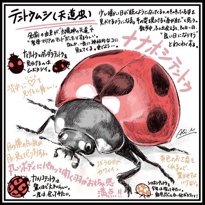 ナナホシテントウのtwitterイラスト検索結果