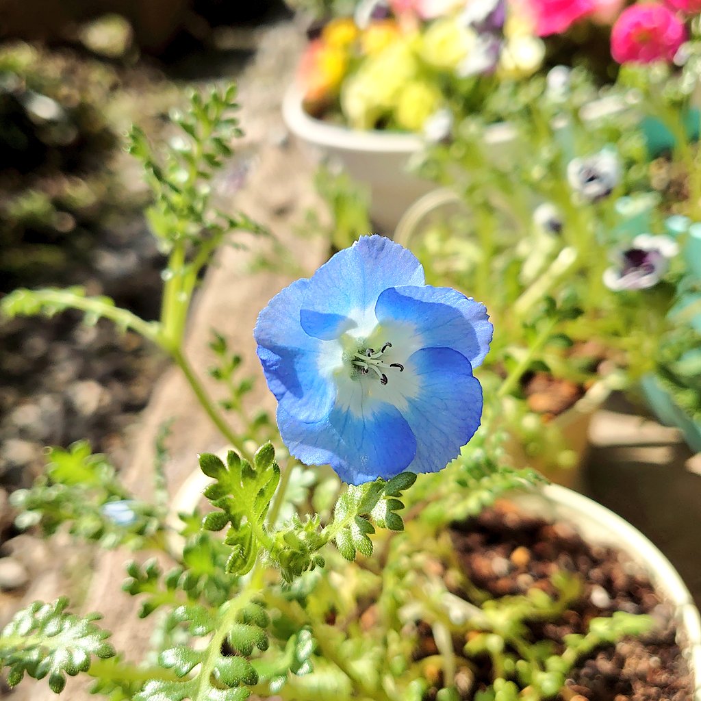 和猫 超低空飛行 𓈒𓂂𓏸 Nago Nyan3104 Twitter