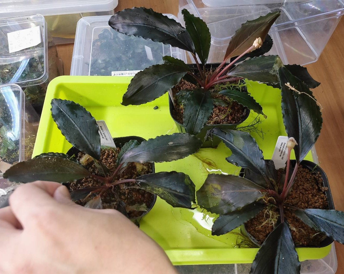 ブセファランドラ sp ディープパープル 【 AZ1011-XX 】