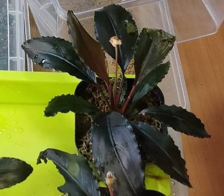 Bucephalandra sp deep purple AZ便AZ1011-XX 絶賛やらかし中の