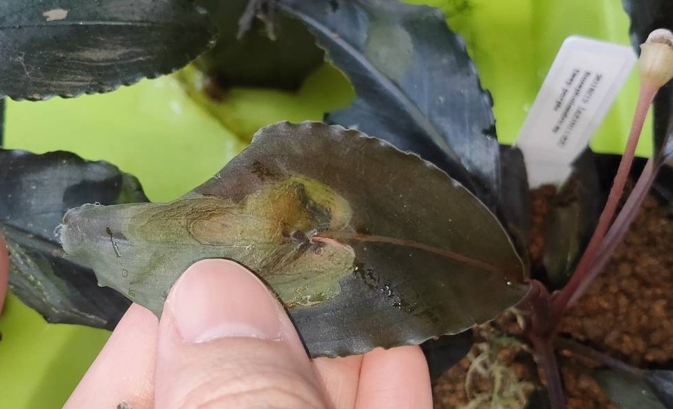 Bucephalandra sp deep purple AZ便AZ1011-XX 絶賛やらかし中の