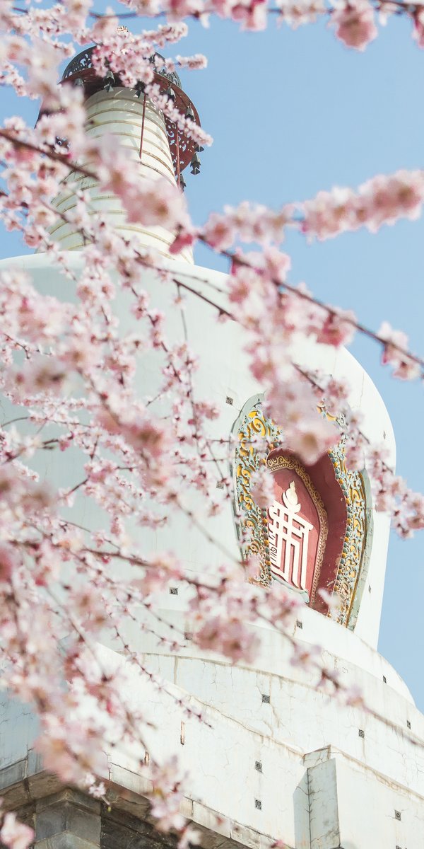 PDChinaLife's tweet photo. Time for a culture tour in the vernal vigor: Peach blossoms bloom to their peak gorgeousness at Beihai Park in Beijing. https://t.co/GxD3RsGKew