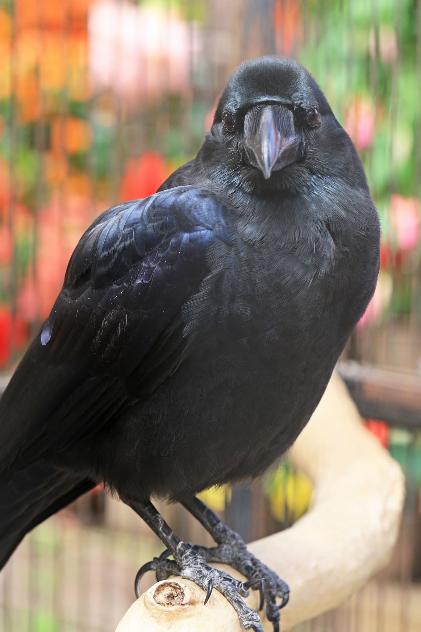 鳥野のカラス カワガラス 箕面川2020年 | バードガイドKUGEオフィス