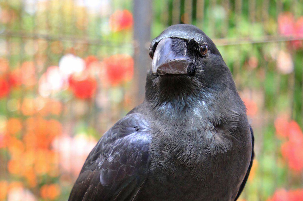 富士花鳥園 on X