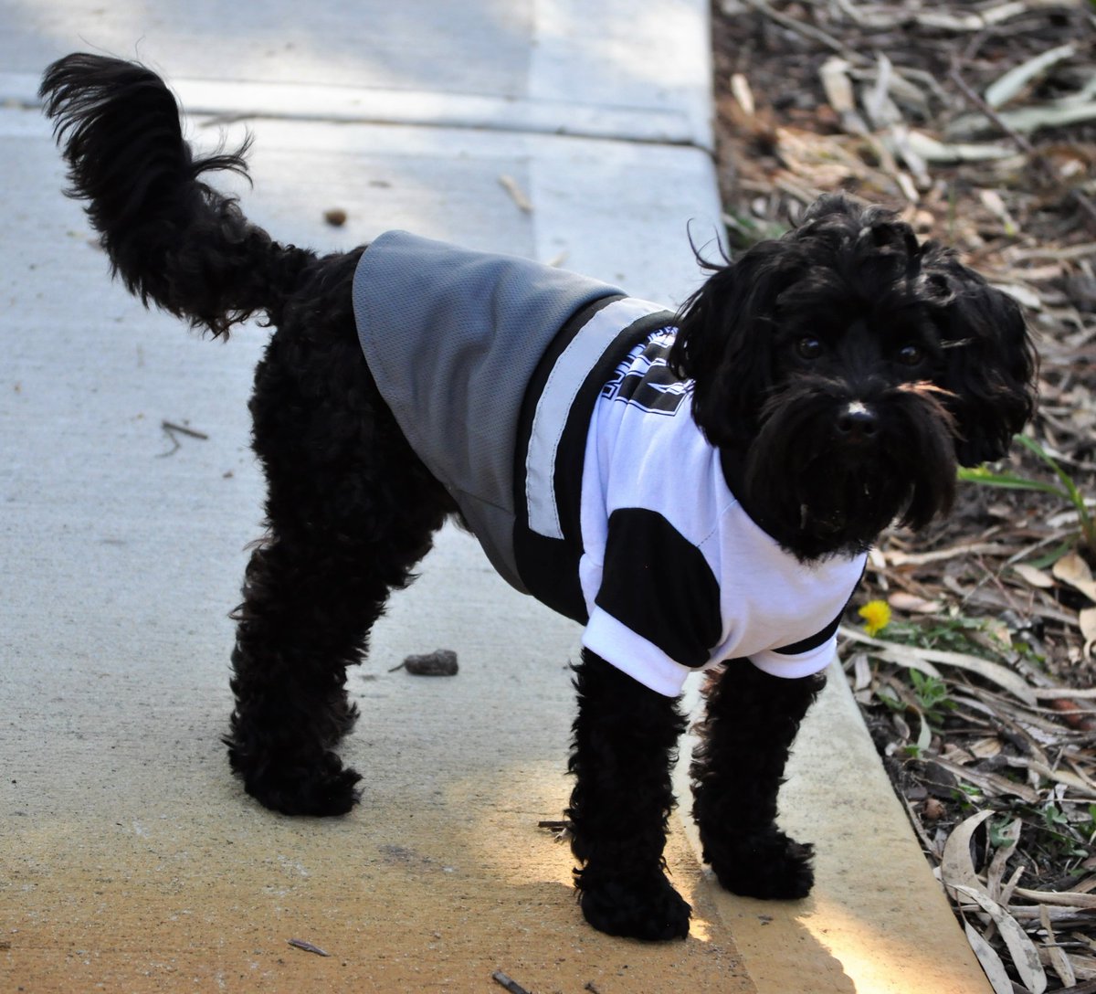 AussieMel2018's tweet photo. Bentley - #busyandimportant #funcaptain #dogsoftwitter #moodle #DogsofTwitter #maltipoo https://t.co/hdUAWZZy59