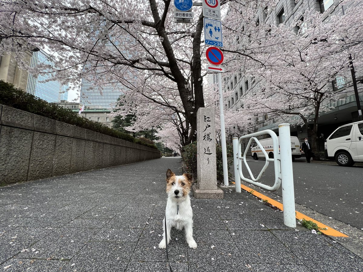 おかゆの入学式風な写真😳
姿勢完璧（笑）
#入学式
#おかゆ
#ジャックラッセルテリア