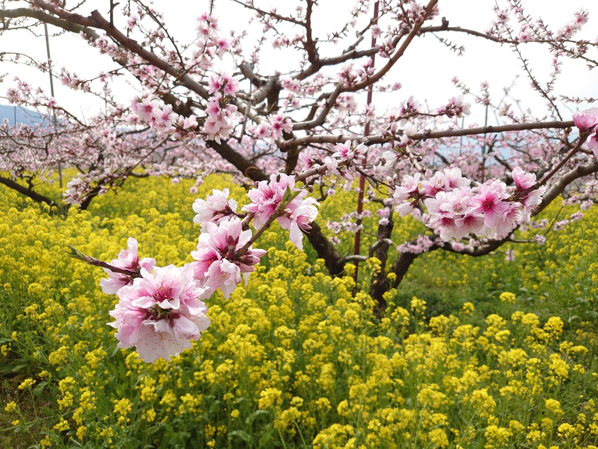 満開の桃の花が見たくなって山梨。桃の菜の花のコラボレーションがきれいです。