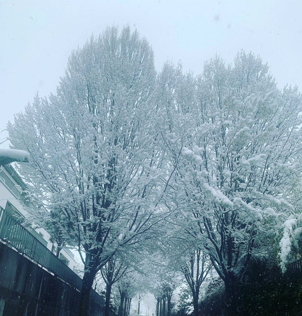 BNazanWalpoth's tweet photo. #1avril #springinswitzerland🇨🇭 https://t.co/1o0YMkMA7L