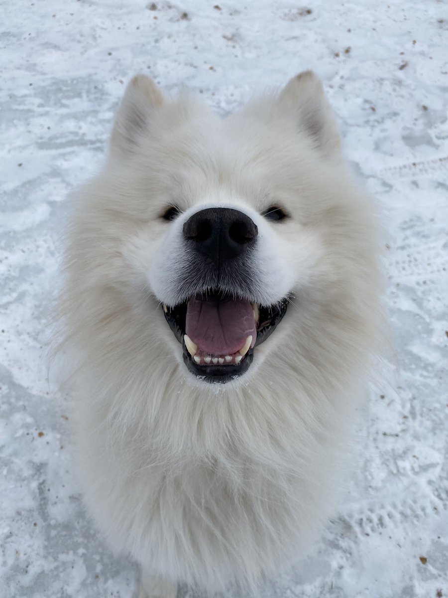 helloabunai's tweet photo. Dog https://t.co/t78F6TNDm2
