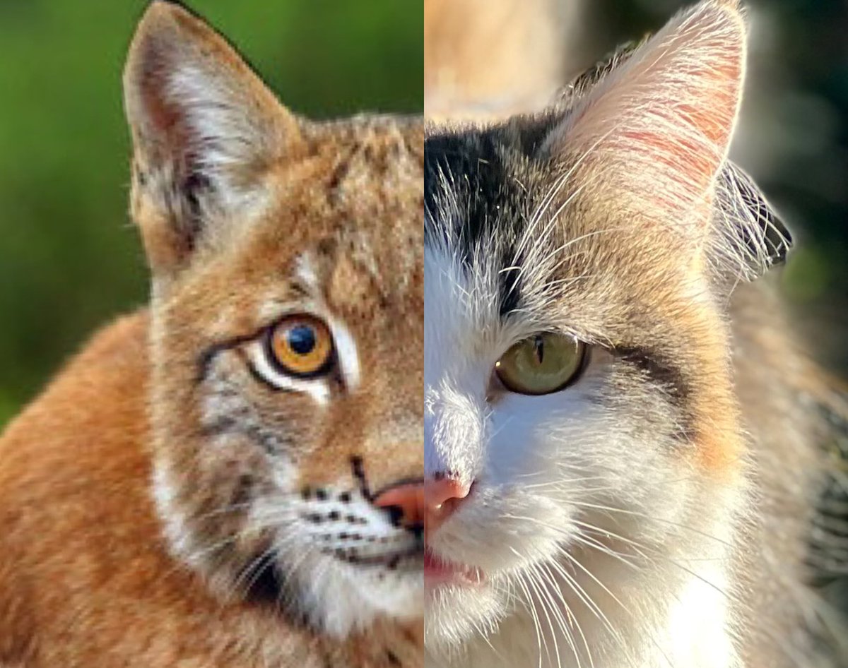 Shmef's tweet image. Every cat.