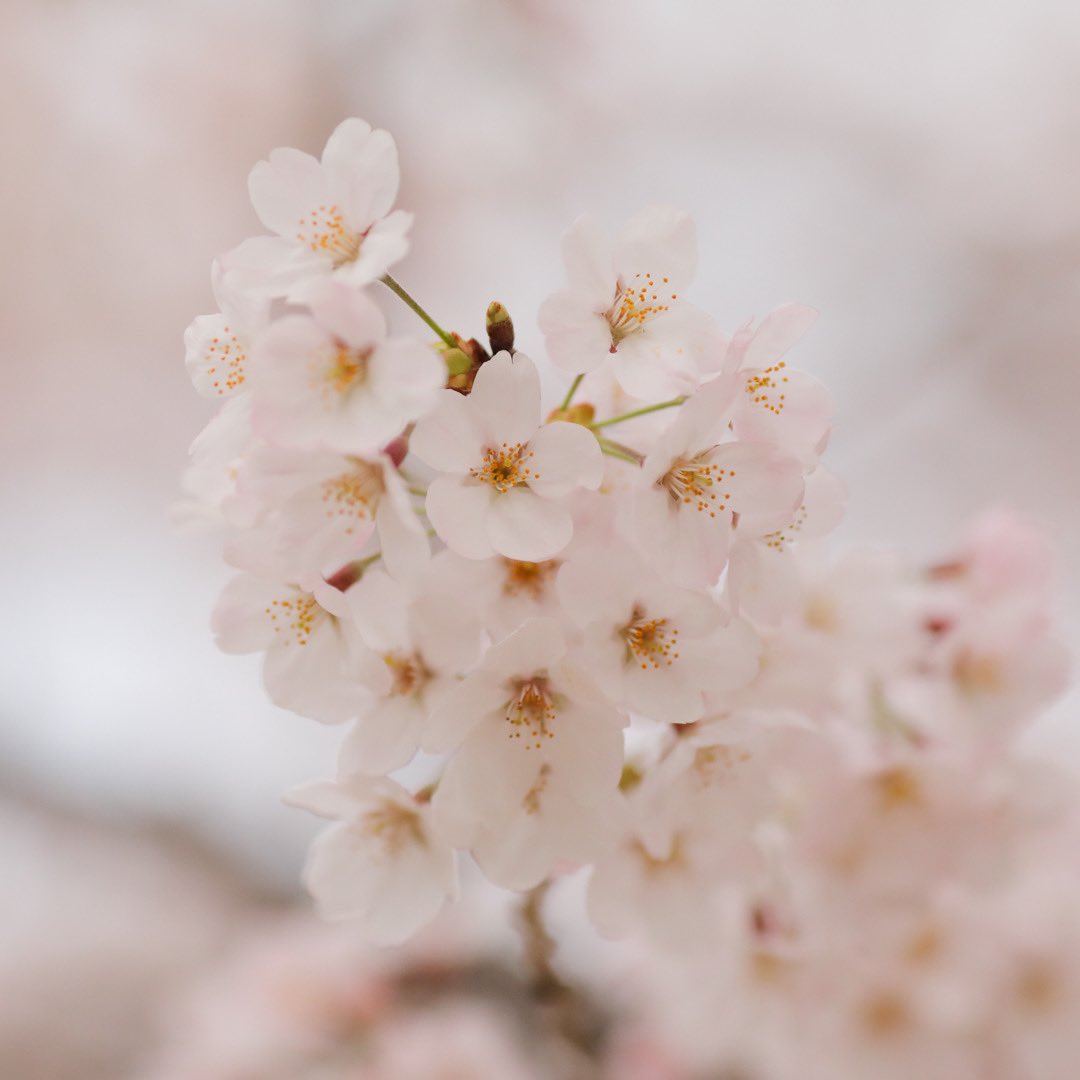 AugustBergJapan's tweet photo. 桜が満開に咲き誇るようにオーガスト・バーグはあなたの開花を応援しています。

#AugustBerg #AugustBergJP #Timefulness #Timeisagift #オーガストバーグ #オーガストバーグジャパン #タイムフルネス #時間の贈り物 #東京ミッドタウン https://t.co/7EAMGYI64s
