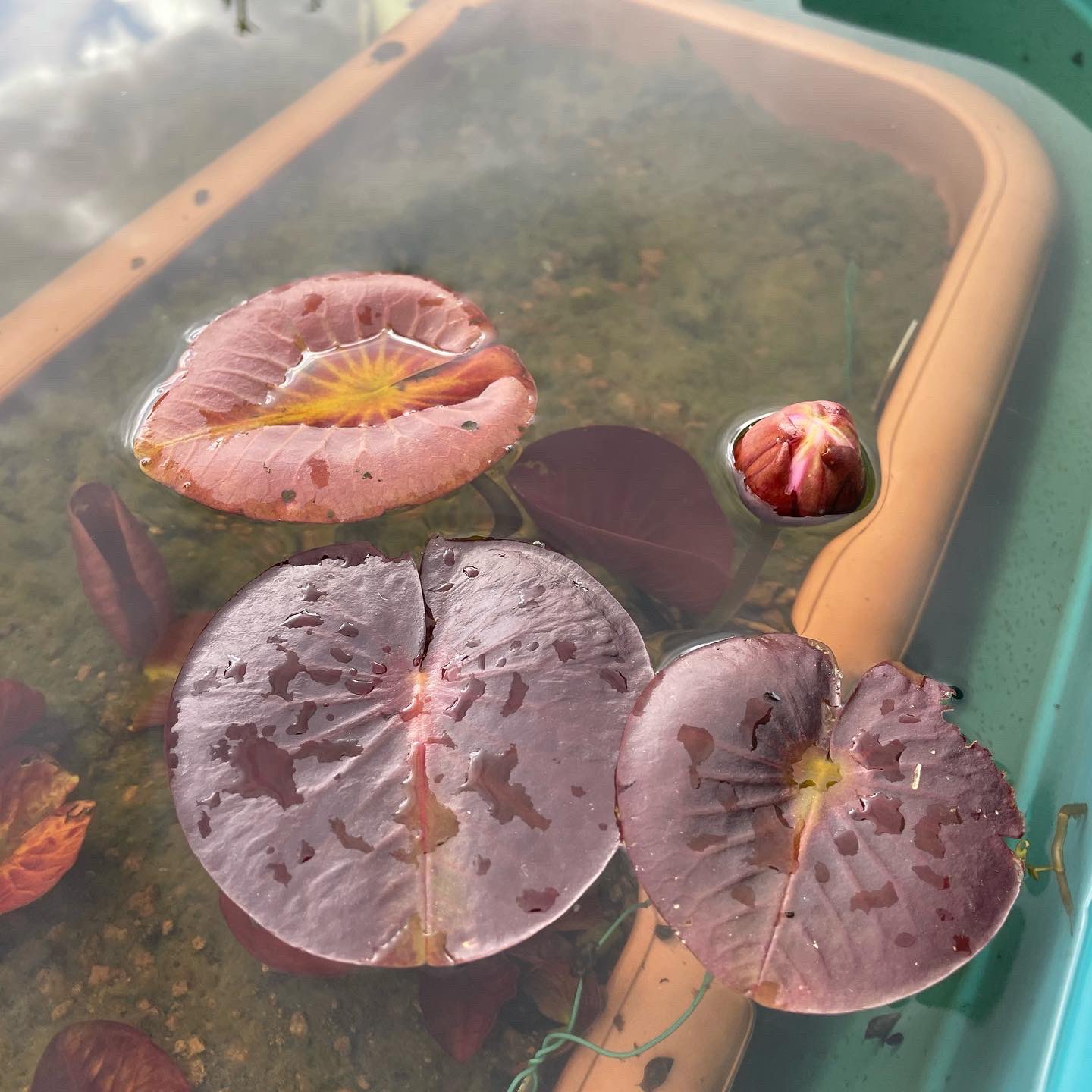تويتر Kazuのメダカ睡蓮ビオトープ على تويتر 植え替えが遅れてるサイアム エンジェルの蕾が水面に出てきたー これは植え替え延期問題ですね 秋植え替えのマニー レッドの蕾も成長はしてるけどまだ先ですね 秋植え替えしたので マニー レッドは植え替え無しで